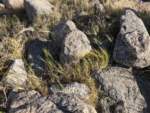 iNaturalist observation photo of cape ricegrass