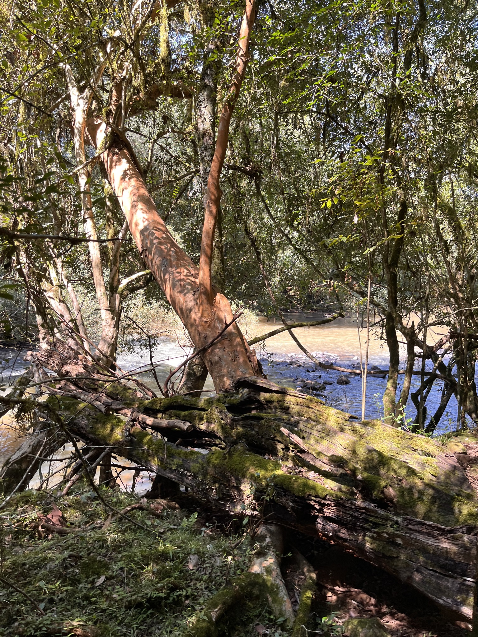 Myrcianthes gigantea