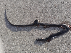 Dolichophis jugularis