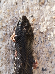 Dolichophis jugularis