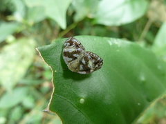 Auchenorrhyncha
