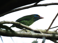 Psilopogon flavifrons