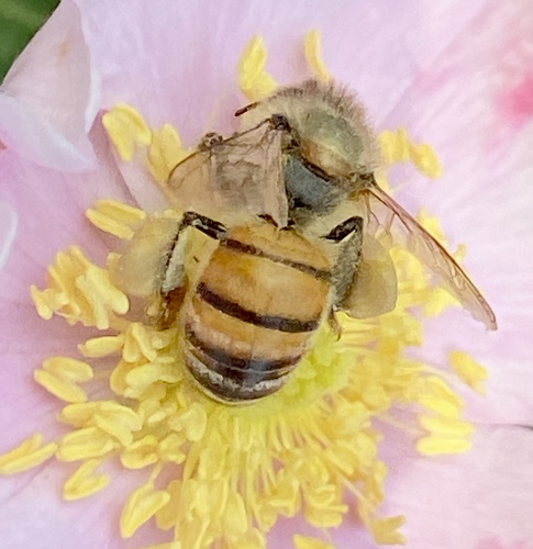 iNaturalist observation photo of Western Honey Bee