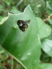 Auchenorrhyncha