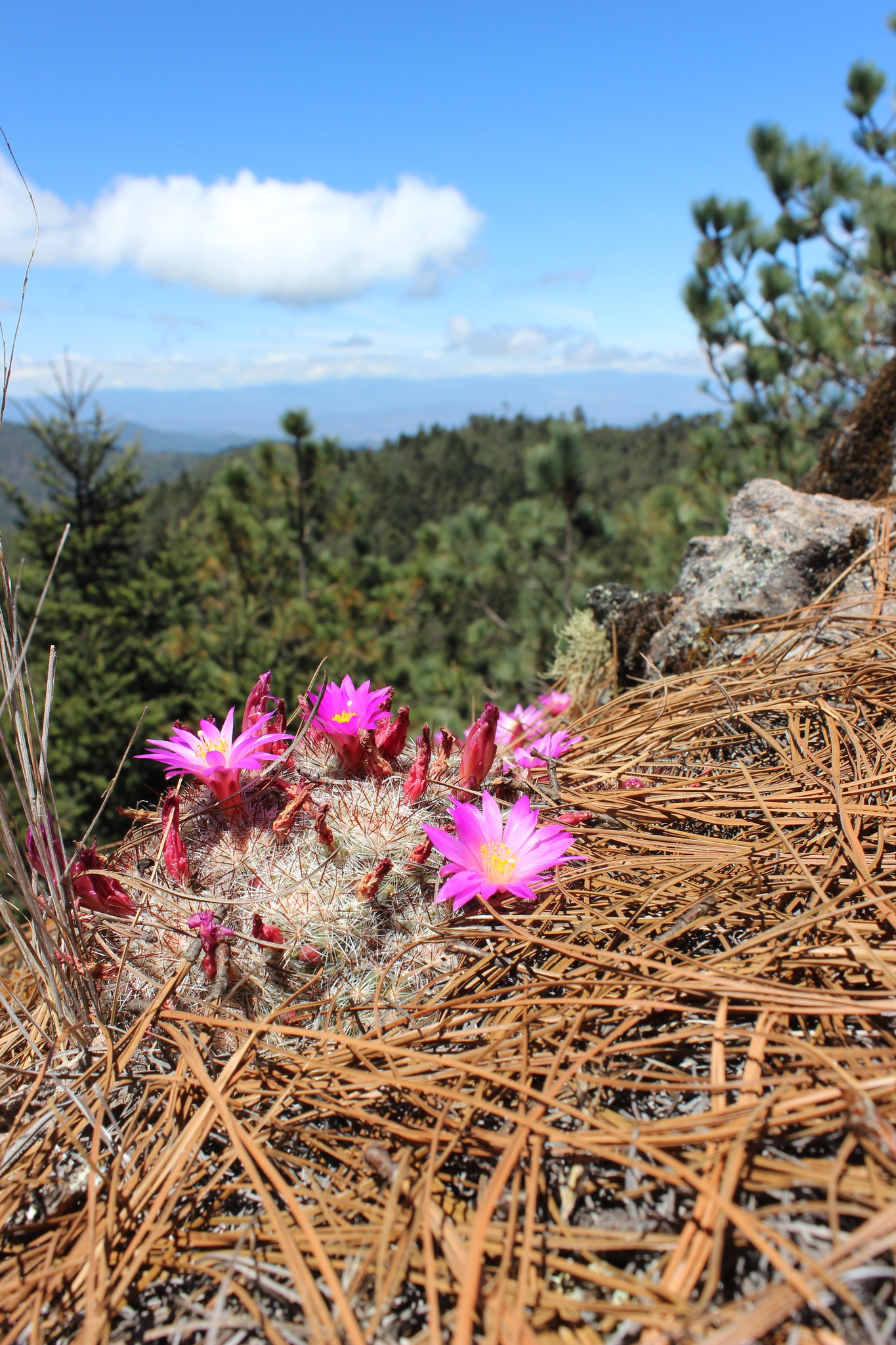 Mammillaria deherdtiana