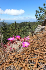 Mammillaria deherdtiana dodsonii