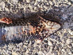 Dolichophis jugularis