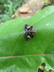 Auchenorrhyncha