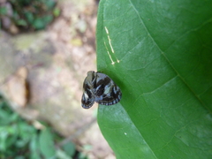 Auchenorrhyncha