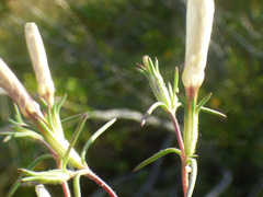 Linanthus maricopensis