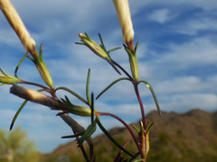 Linanthus maricopensis