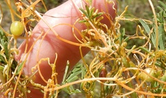 Smicronyx sculpticollis