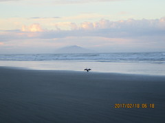 Phalacrocorax varius