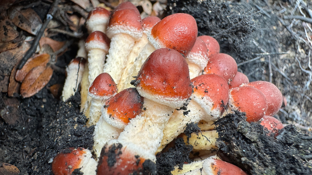 Hypholoma australianum · March 2026 · photo: © frankashwood (iNaturalist, cc-by)