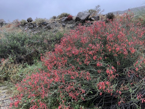 iNaturalist observation photo of chuparosa