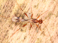 Braconidae