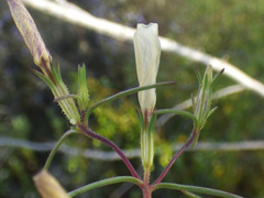 Linanthus maricopensis