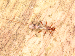 Braconidae