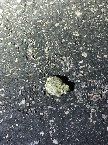 iNaturalist observation photo of Red-spotted Toad
