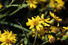 Senecio picridis