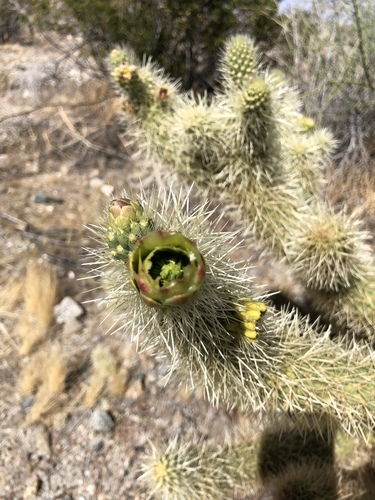 iNaturalist observation photo of Teddybear Cholla