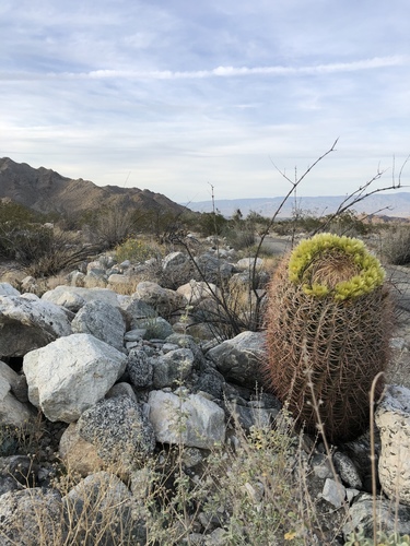 iNaturalist observation photo of California Barrel Cactus