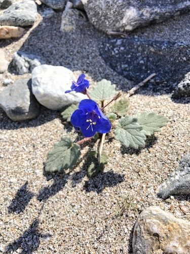 iNaturalist observation photo of desert bluebells