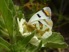 Zegris eupheme