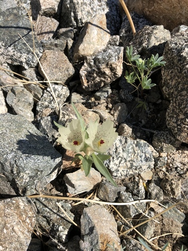 iNaturalist observation photo of ghost flower