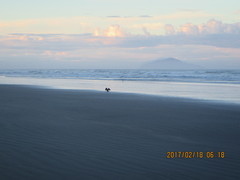 Phalacrocorax varius