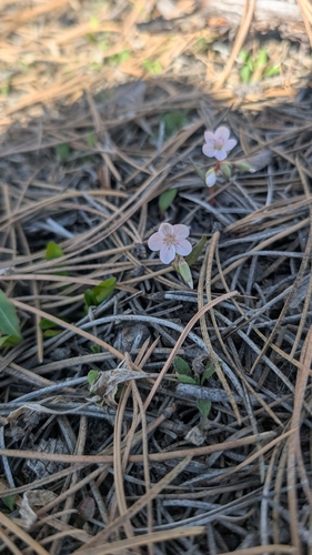Madrean springbeauty (Claytonia rosea)