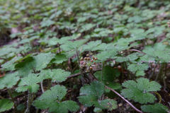 Hydrocotyle elongata