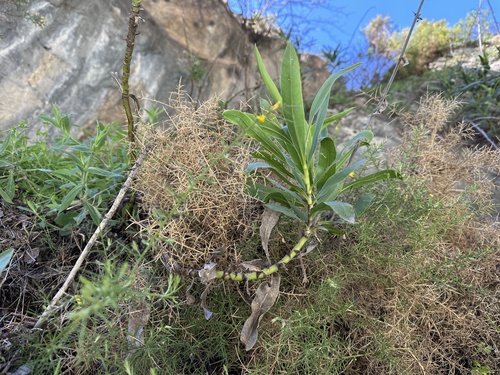 Bupleurum gibraltarium, photograph 3