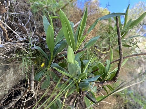 Bupleurum gibraltarium, photograph 4