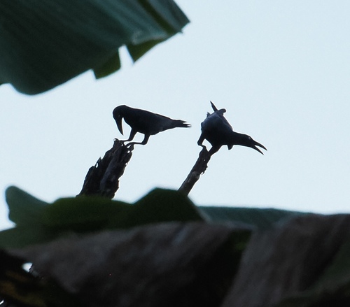 Corvus validus