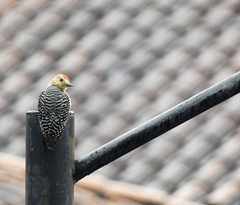 Melanerpes rubricapillus