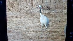 Grus japonensis