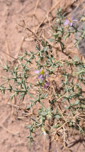 Fagonia bruguieri