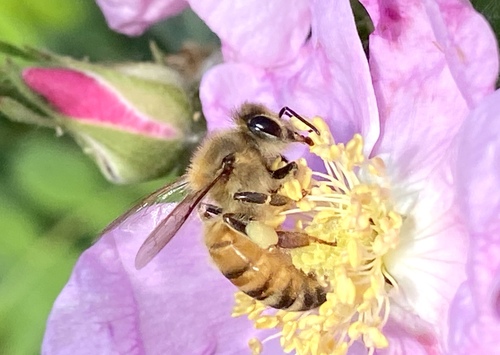 iNaturalist observation photo of Western Honey Bee