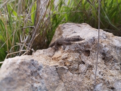 Mediodactylus orientalis