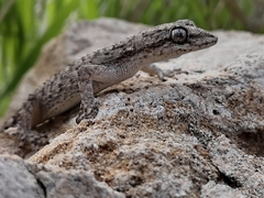 Mediodactylus orientalis