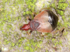 Loricula
