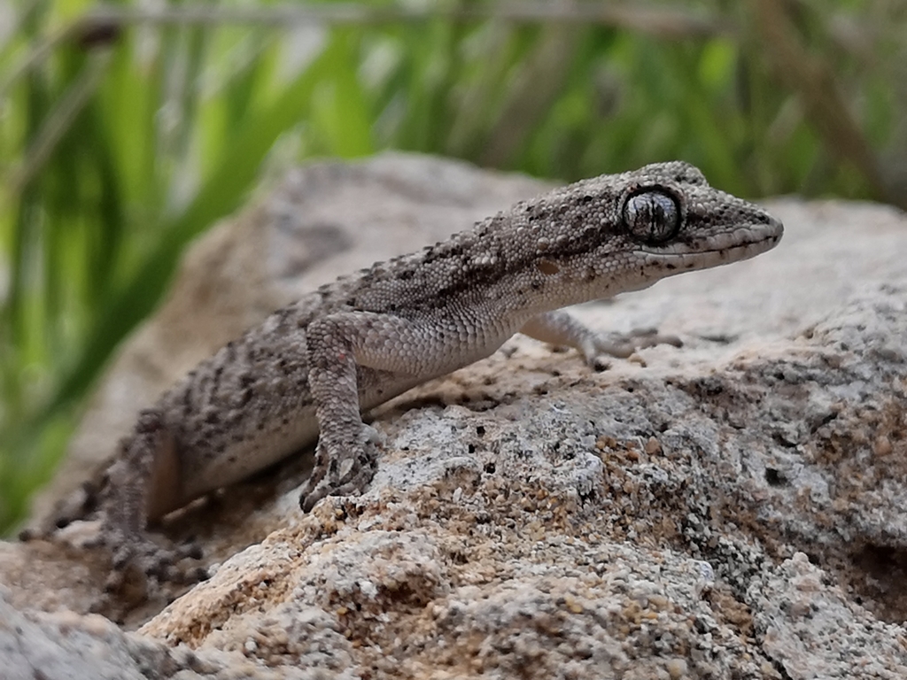 Eastern Mediterranean Thin-Toed Gecko
