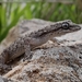 Eastern Mediterranean Thin-toed Gecko - Photo (c) Tom Kirschey, some rights reserved (CC BY-NC)