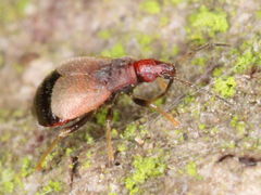 Loricula