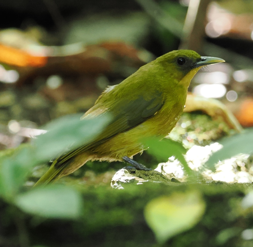Northern Golden-Bulbul (Thapsinillas longirostris)