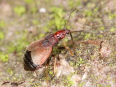 Loricula
