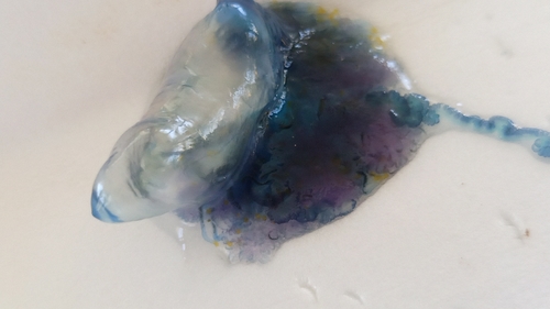 Indo-Pacific Man-O-War (Physalia utriculus)