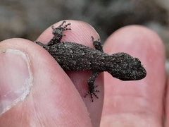 Mediodactylus orientalis