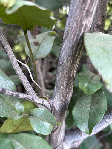 Monodora junodii, photograph 2